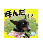 ミニチュアピンシャー 秋と冬（個別スタンプ：31）