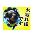 ミニチュアピンシャー 秋と冬（個別スタンプ：32）
