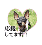 ミニチュアピンシャー 秋と冬（個別スタンプ：33）