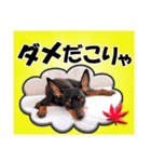 ミニチュアピンシャー 秋と冬（個別スタンプ：34）