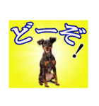 ミニチュアピンシャー 秋と冬（個別スタンプ：35）