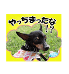 ミニチュアピンシャー 秋と冬（個別スタンプ：36）