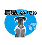 ミニチュアピンシャー 秋と冬（個別スタンプ：38）