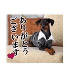 ミニチュアピンシャー 秋と冬（個別スタンプ：40）