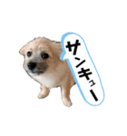 我が家のハーフ犬ポメチ③（個別スタンプ：1）