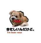 我が家のハーフ犬ポメチ③（個別スタンプ：3）