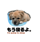 我が家のハーフ犬ポメチ③（個別スタンプ：4）