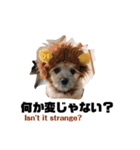 我が家のハーフ犬ポメチ③（個別スタンプ：5）