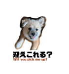我が家のハーフ犬ポメチ③（個別スタンプ：7）