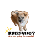我が家のハーフ犬ポメチ③（個別スタンプ：8）