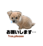 我が家のハーフ犬ポメチ③（個別スタンプ：9）