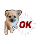 我が家のハーフ犬ポメチ③（個別スタンプ：10）
