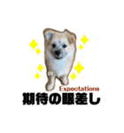 我が家のハーフ犬ポメチ③（個別スタンプ：12）