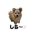 我が家のハーフ犬ポメチ③（個別スタンプ：13）