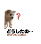 我が家のハーフ犬ポメチ③（個別スタンプ：14）