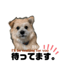 我が家のハーフ犬ポメチ③（個別スタンプ：15）