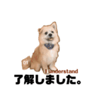 我が家のハーフ犬ポメチ③（個別スタンプ：16）