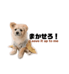 我が家のハーフ犬ポメチ③（個別スタンプ：17）