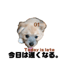 我が家のハーフ犬ポメチ③（個別スタンプ：18）