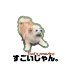 我が家のハーフ犬ポメチ③（個別スタンプ：19）
