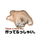 我が家のハーフ犬ポメチ③（個別スタンプ：20）