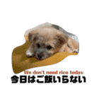 我が家のハーフ犬ポメチ③（個別スタンプ：22）