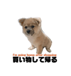 我が家のハーフ犬ポメチ③（個別スタンプ：23）