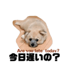 我が家のハーフ犬ポメチ③（個別スタンプ：24）