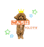 トイプードルのPOLOちゃん（個別スタンプ：1）