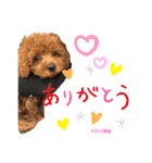 トイプードルのPOLOちゃん（個別スタンプ：2）