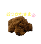 トイプードルのPOLOちゃん（個別スタンプ：3）