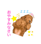 トイプードルのPOLOちゃん（個別スタンプ：4）