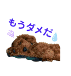 トイプードルのPOLOちゃん（個別スタンプ：6）