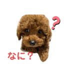 トイプードルのPOLOちゃん（個別スタンプ：7）