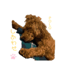トイプードルのPOLOちゃん（個別スタンプ：8）
