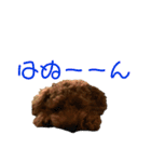 トイプードルのPOLOちゃん（個別スタンプ：13）