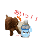 トイプードルのPOLOちゃん（個別スタンプ：14）