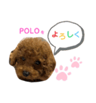 トイプードルのPOLOちゃん（個別スタンプ：15）