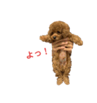 トイプードルのPOLOちゃん（個別スタンプ：16）
