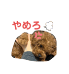 トイプードルのPOLOちゃん（個別スタンプ：18）