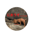 トイプードルのPOLOちゃん（個別スタンプ：19）