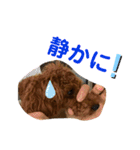 トイプードルのPOLOちゃん（個別スタンプ：30）