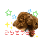 トイプードルのPOLOちゃん（個別スタンプ：32）