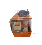 うさぎなのですよ（個別スタンプ：2）