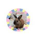 うさぎなのですよ（個別スタンプ：12）