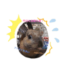うさぎなのですよ（個別スタンプ：15）