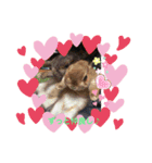 うさぎなのですよ（個別スタンプ：16）