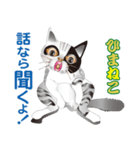 ひまねこ にゃん左衛門6（個別スタンプ：34）