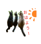 ねこのシェルちゃん（個別スタンプ：1）