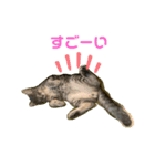 ねこのシェルちゃん（個別スタンプ：2）